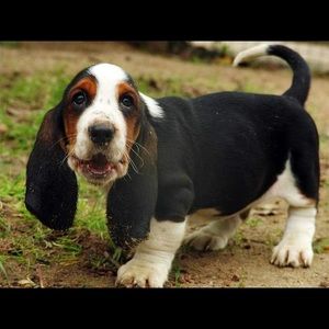 Meet your Posher, Raymond